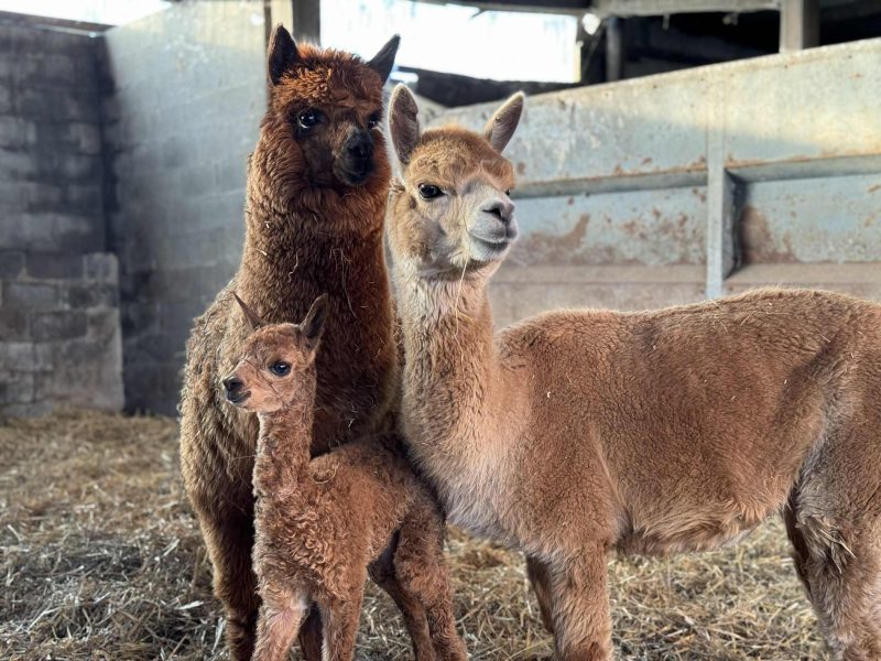 Het Buitenleven De Kruishoeve De Haan - Alpacas stal