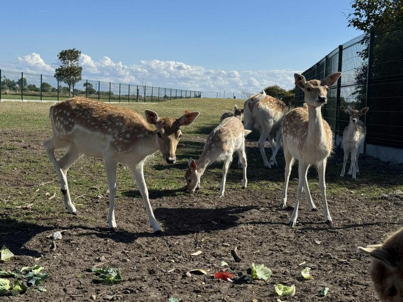 Het Buitenleven De Kruishoeve De Haan - Damherten weide