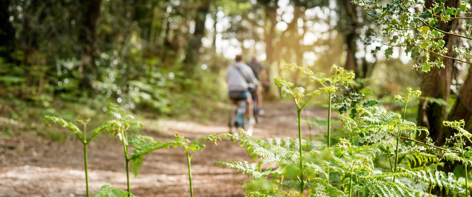 Polders en natuur De Kruishoeve De Haan - bospad fietsen