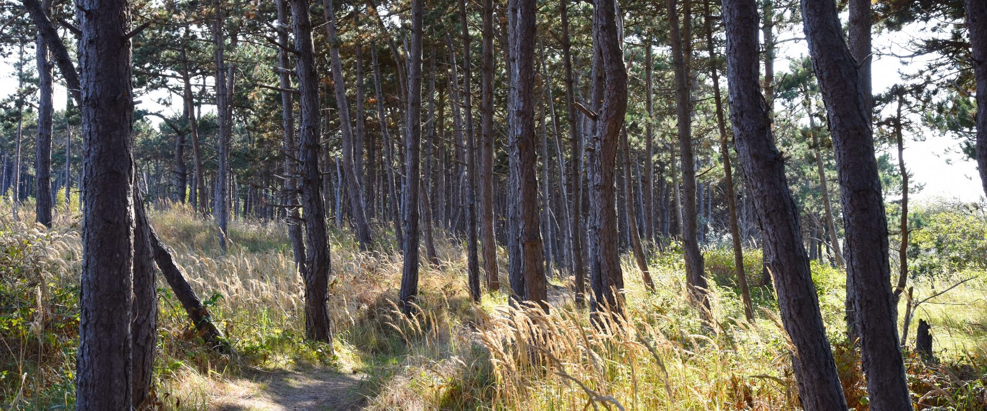 Polders en natuur De Kruishoeve De Haan - dennenbos wandelpad