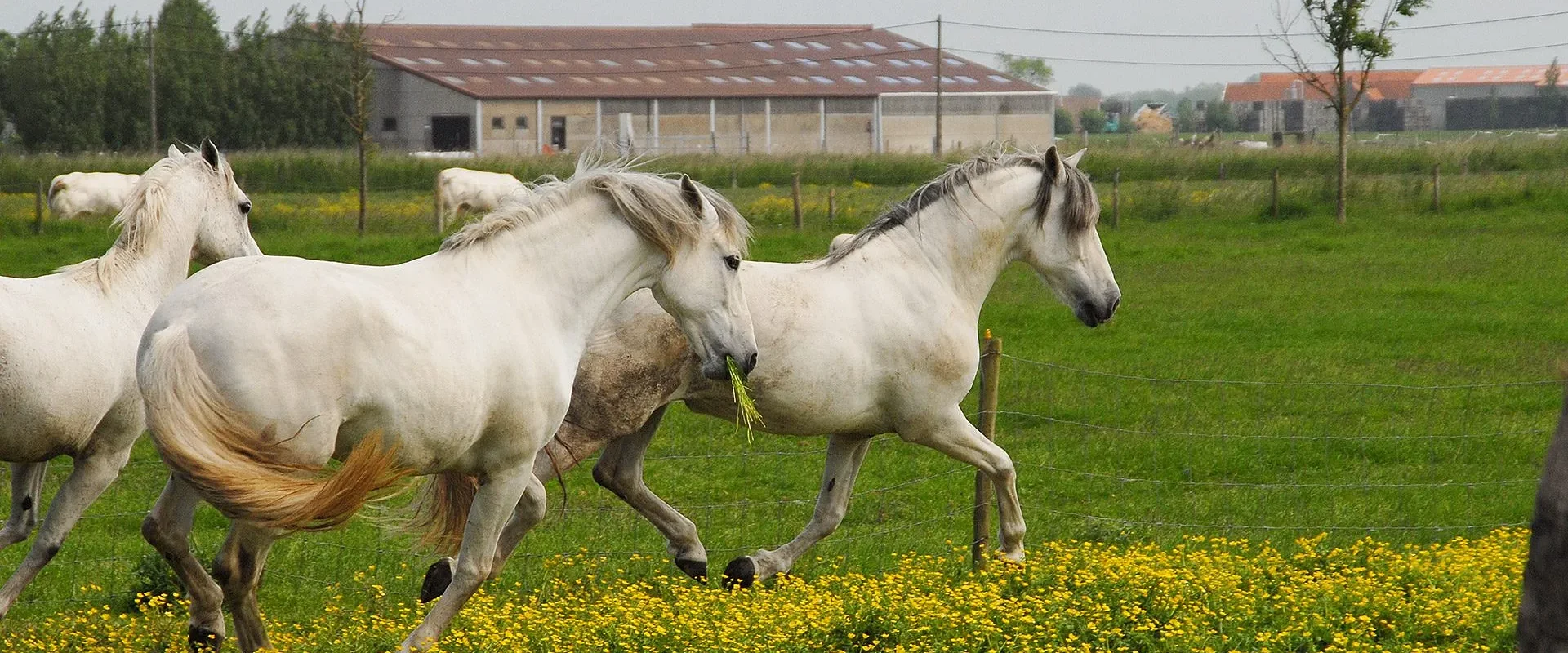 Paarden en ruiters De Kruishoeve De Haan