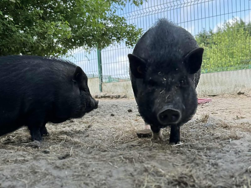 Het Buitenleven De Kruishoeve De Haan - Minivarkens weide