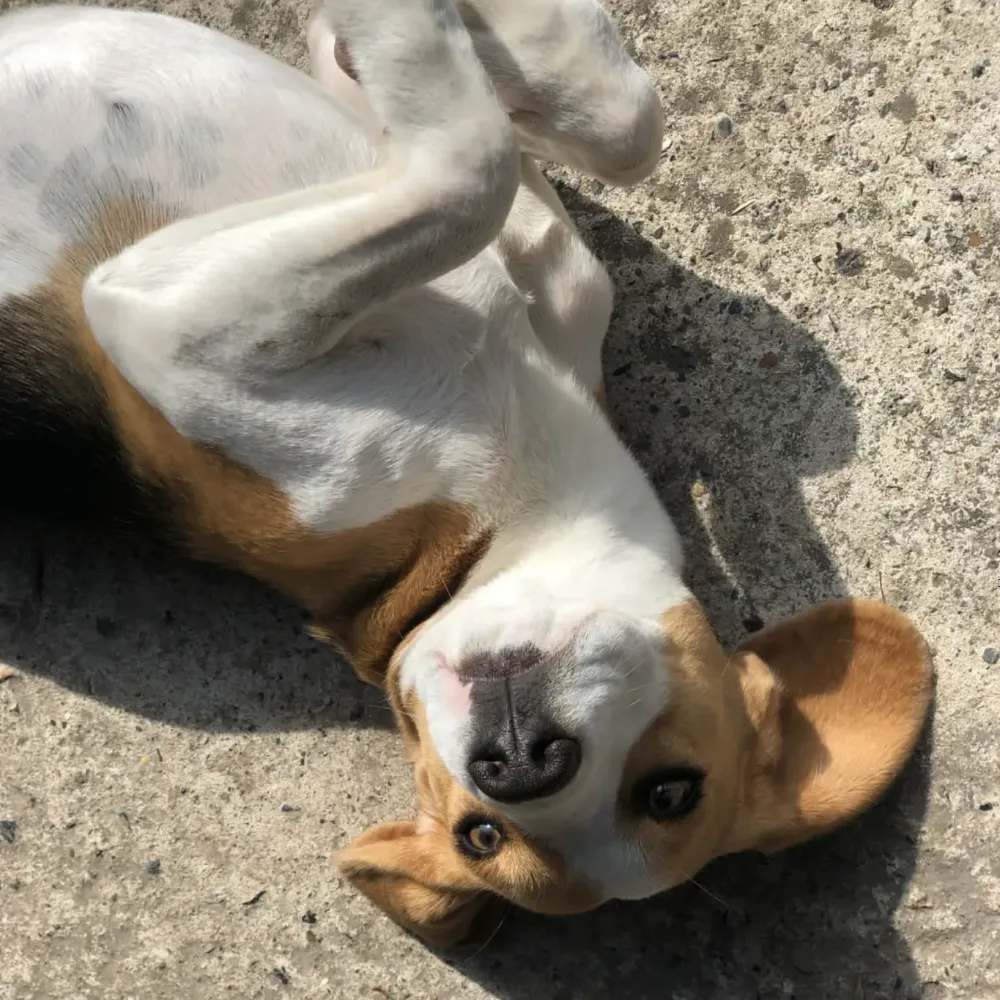 Vier poten, één groot hart