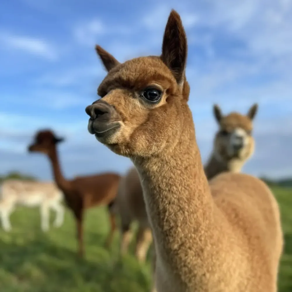 Alpaca's in de wei