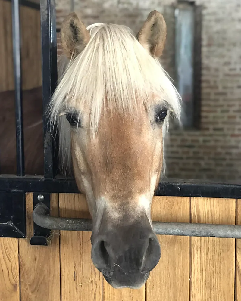 Paardenhoofd op De Kruishoeve